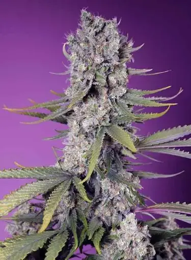 Papaya Zoap F1 Fast Fem