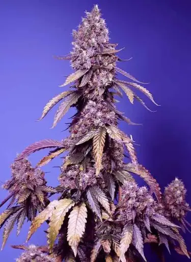 Black Muffin F1 Fast Fem