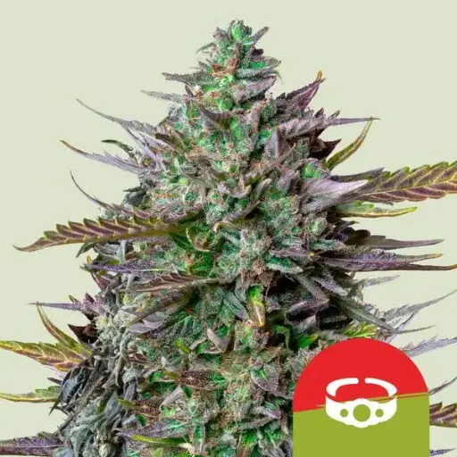 GOAT'lato Auto Fem Seeds