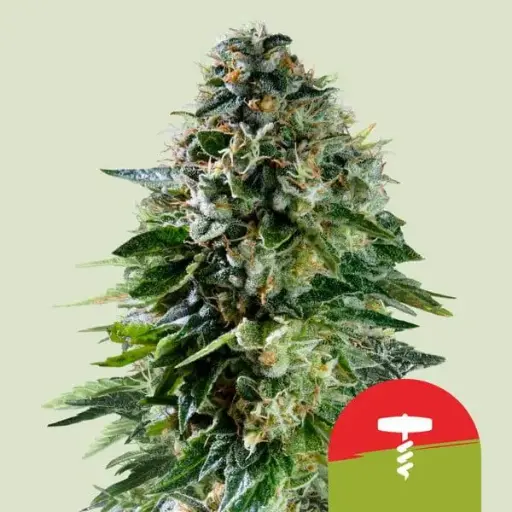 Corkscrew Auto Fem Seeds