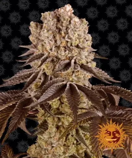 Punch Pie Feminized
