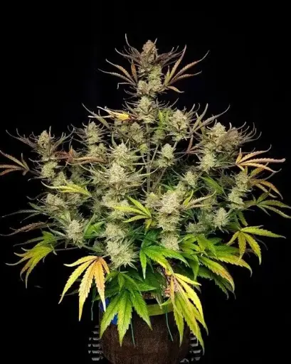 Apple Strudel Auto Fem Seeds