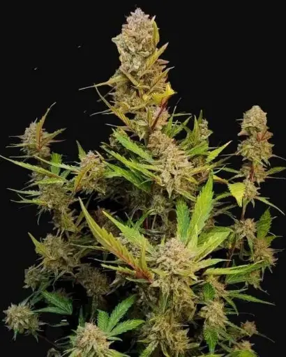 Apricot Auto Fem Seeds