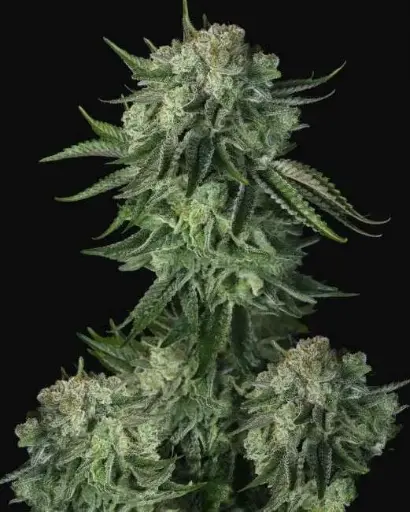 Original Moby Dick Auto Seeds