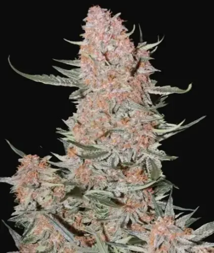 Ztrawberries Auto Fem Seeds