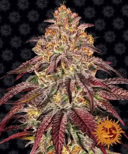 Mimosa x Orange Punch Autoflower