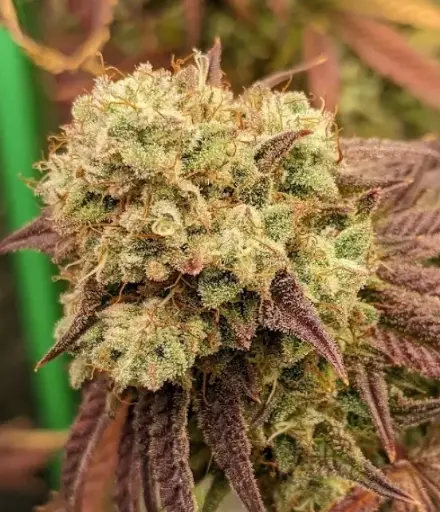Applez n BananOhz Autoflower