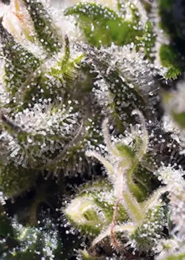 Caramel Cream Autoflower