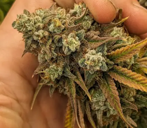 OhOreoz Autoflower by Grow74Oh