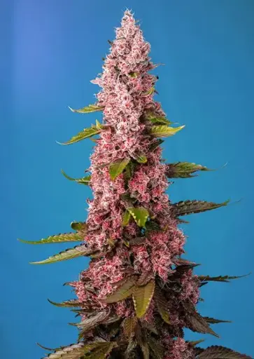 Red Hot Cookies Feminized