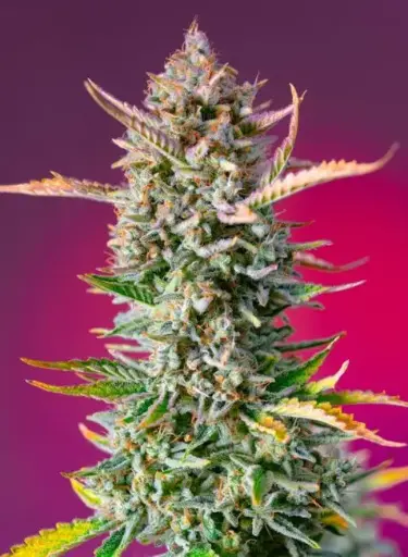 Gorilla Sherbet F1 FAST Feminised