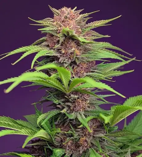 Red Mimosa XL Auto