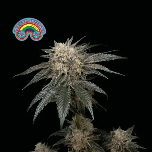 Peyote Zkittlez Feminised