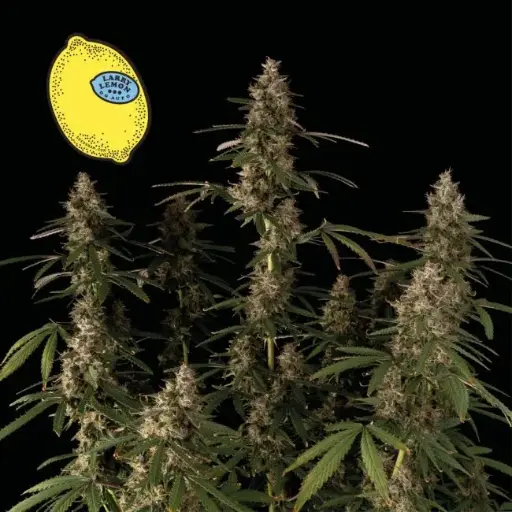 Larry Lemon OG Auto