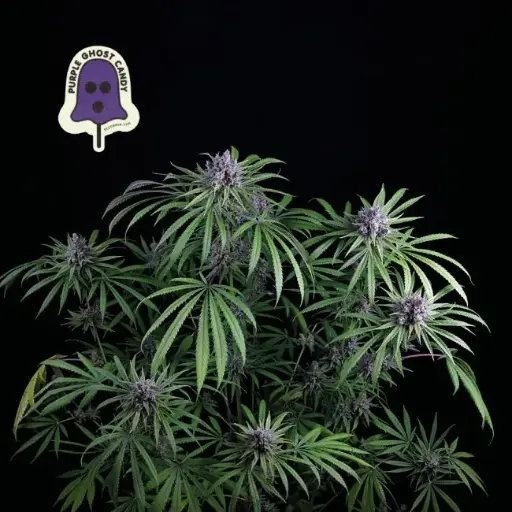 Purple Ghost Candy Feminised