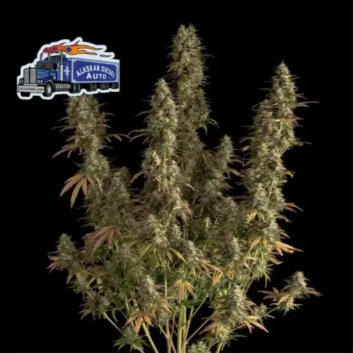 Alaskan Diesel Auto Feminised