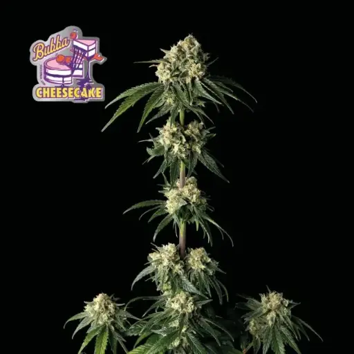 Bubba Cheesecake Feminised