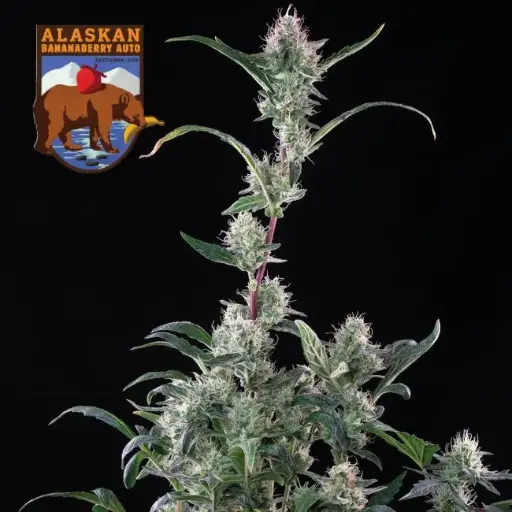 Alaskan BananaBerry Auto Feminised