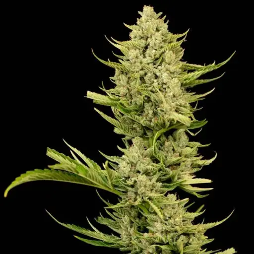 Tangerine Snow f1 Fast Feminised