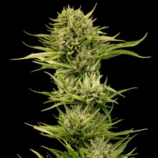 Blueberry Pie f1 Fast Feminised