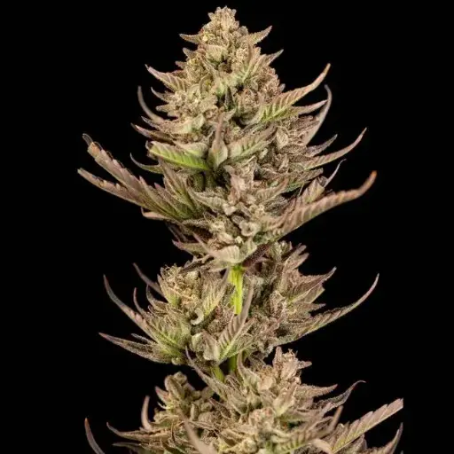Purple Punch f1 Fast Feminized