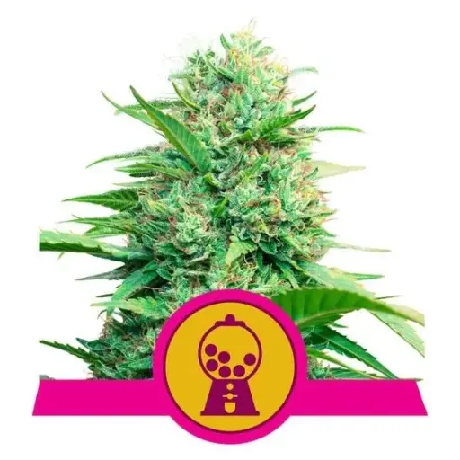 Royal Runtz Feminised Seeds