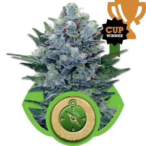 Northern Light Auto Feminised Seeds