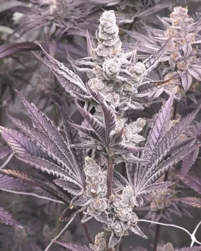 Lil Sumpin Sumpin Feminized