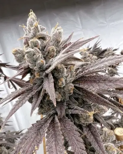 Shot Caller Feminized