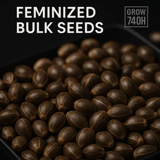 Feminized Bulk Cannabis Seeds