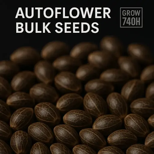 Autoflower Bulk Seeds
