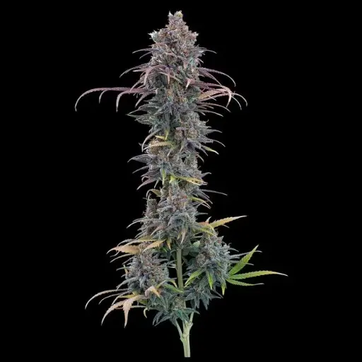 Cinderella Purple