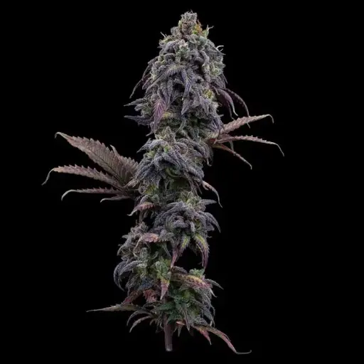 Princess Haze